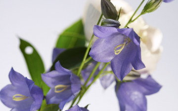 Картинка цветы колокольчики сиреневый