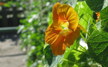 Картинка цветы настурции оранжевый зеленый