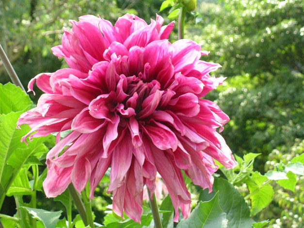 Обои картинки фото цветы, георгины