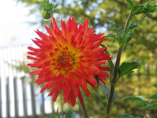 Обои картинки фото цветы, георгины