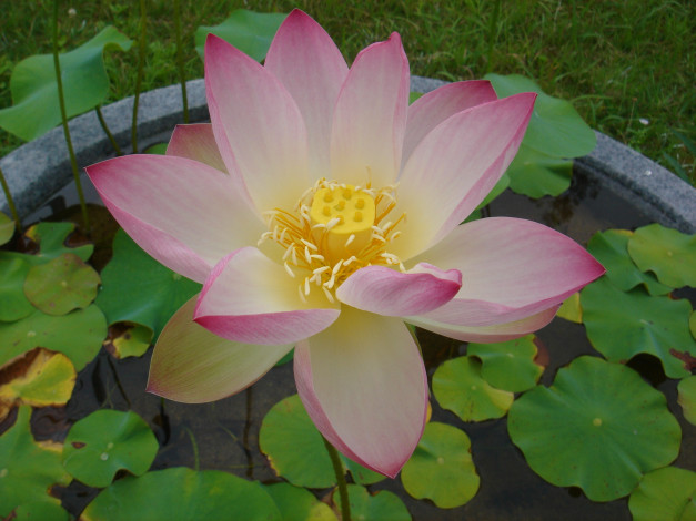 Обои картинки фото цветы, лотосы, лотос