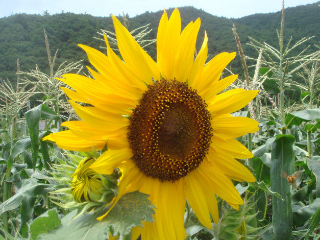 Обои картинки фото цветы, подсолнухи, подсолнух