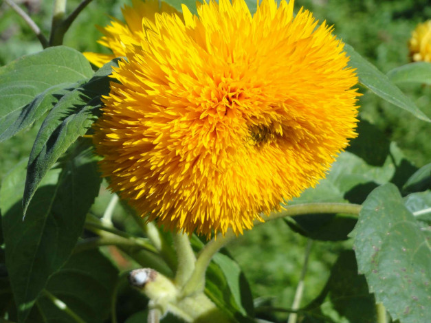 Обои картинки фото цветы, подсолнухи, подсолнух