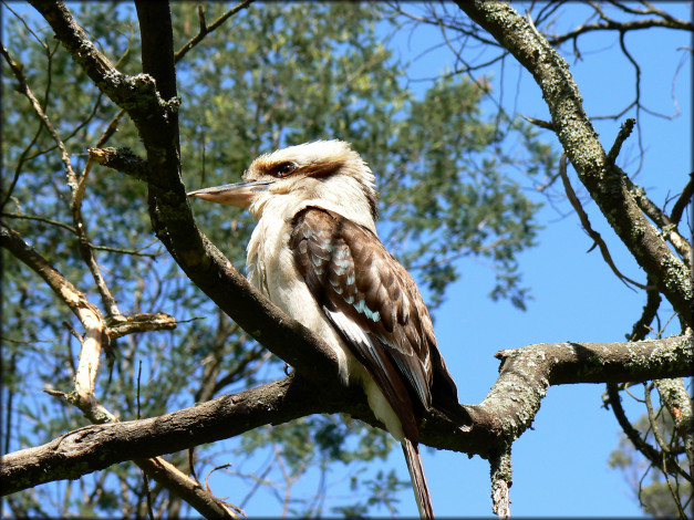 Обои картинки фото животные, птицы, дятел, ветка
