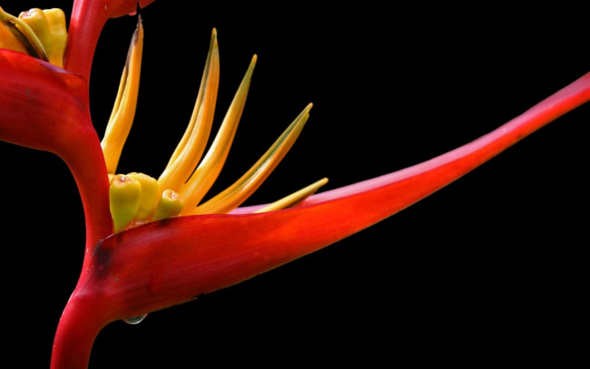 Обои картинки фото цветы, стрелиция, райская, птица, экзотика