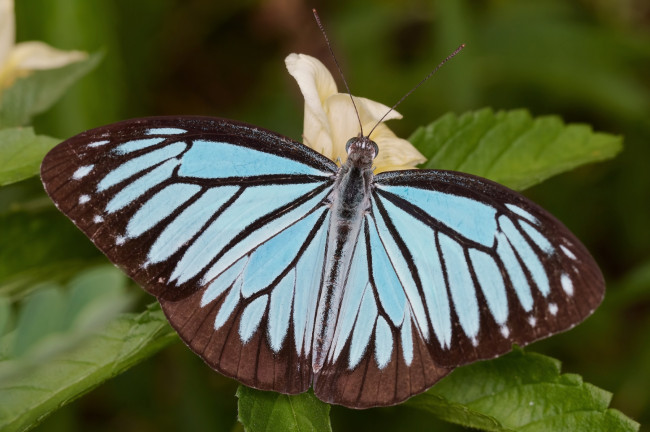 Обои картинки фото животные, бабочки, крылья