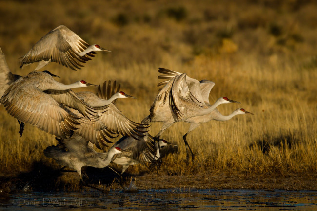 Обои картинки фото животные, журавли, крылья, полет, стая
