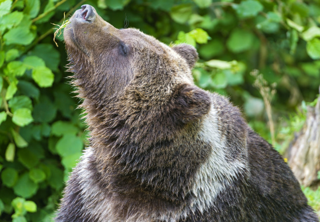 Обои картинки фото животные, медведи, мечтатель, морда, бурый