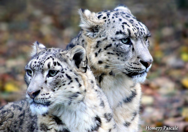 Обои картинки фото животные, снежный, барс, ирбис, морды, пара