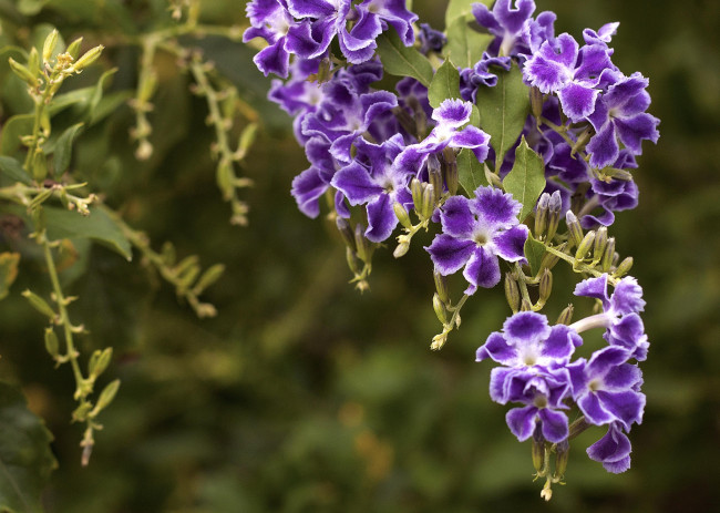 Обои картинки фото цветы, дуранта, фиолетовый, гроздь