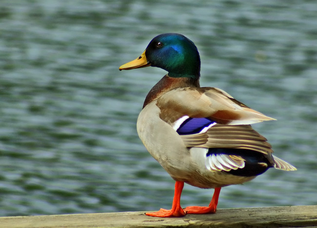 Обои картинки фото животные, утки, утка