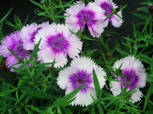 Картинка цветы гвоздики сад