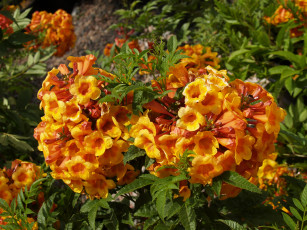 Картинка цветы кампсис текома