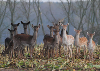 Картинка животные олени стадо