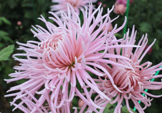 Картинка цветы хризантемы розовый