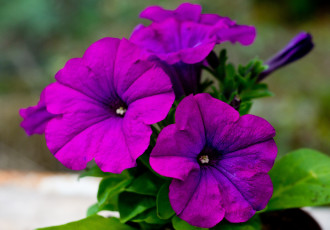 Картинка цветы петунии калибрахоа макро