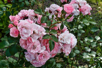 Картинка цветы розы куст цветки листья