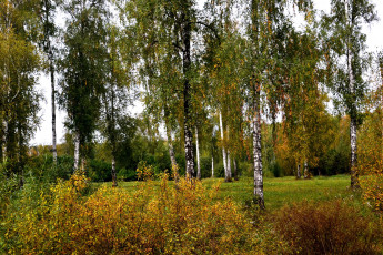 Картинка природа деревья березы