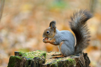 Картинка животные белки зверек