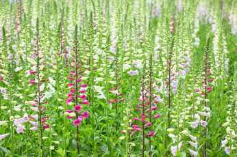 Картинка цветы дигиталис наперстянка много