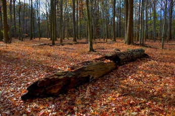 Картинка природа лес осень деревья
