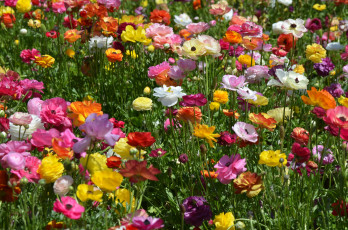 Картинка цветы ранункулюс азиатский лютик много