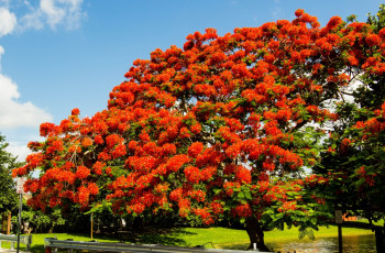 Картинка цветы делоникс королевский огненное дерево