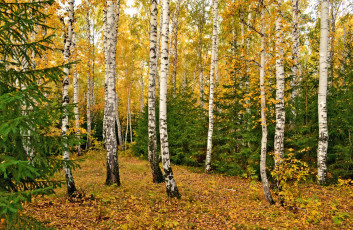 Картинка природа лес омск березы поляна