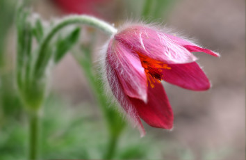 Картинка цветы анемоны адонисы колокольчик