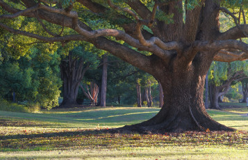 Картинка природа деревья ствол мощь