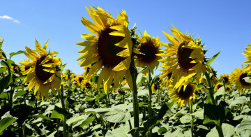 Картинка цветы подсолнухи