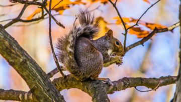 Картинка животные белки дерево ветки белка