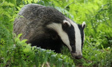 Картинка животные барсуки полоски барсук