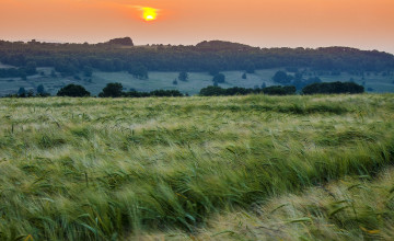 Картинка природа поля мутное солнце тучи лес посевы поле