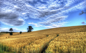 Картинка природа поля облака деревья посевы поле