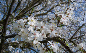 Картинка цветы цветущие деревья кустарники алыча