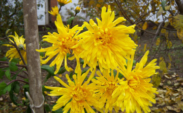 Картинка цветы хризантемы желые