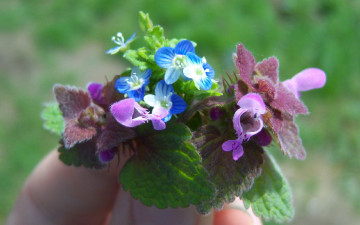 Картинка цветы луговые полевые букетик