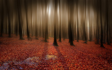 Картинка разное компьютерный дизайн листья деревья лес