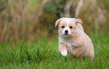 Картинка животные собаки щенок