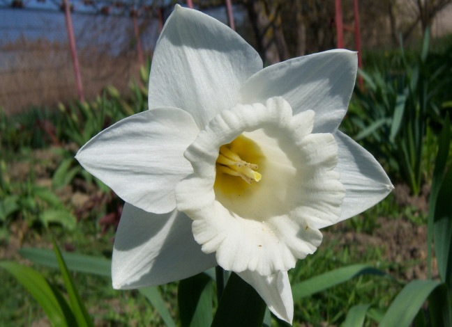 Обои картинки фото цветы, нарциссы, белый, нарцисс