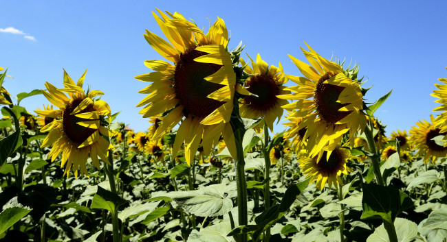 Обои картинки фото цветы, подсолнухи