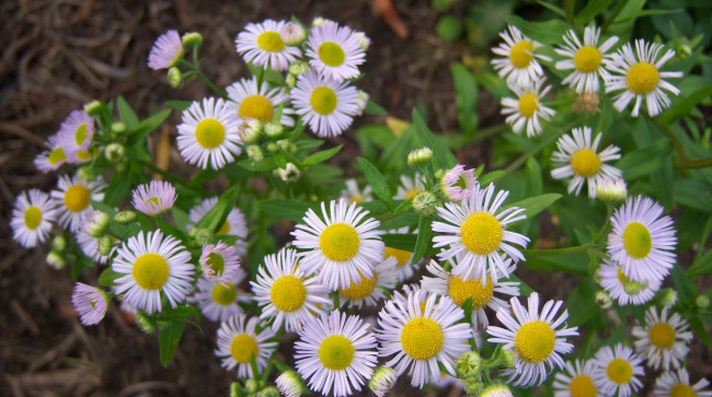 Обои картинки фото цветы, астры, зелень