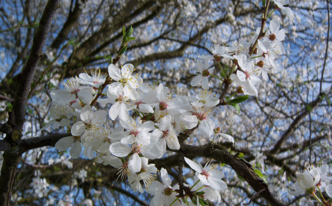 Обои картинки фото цветы, цветущие, деревья, кустарники, алыча