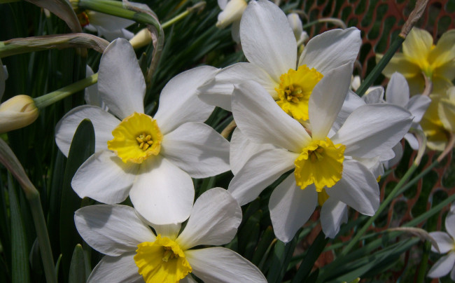 Обои картинки фото цветы, нарциссы, желтоватые