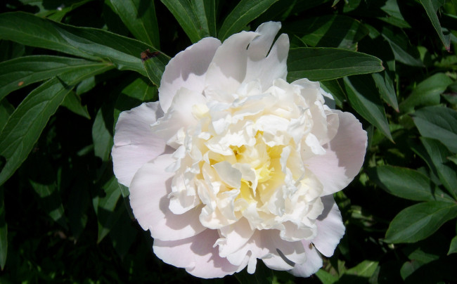 Обои картинки фото цветы, пионы, белая