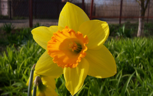 Обои картинки фото цветы, нарциссы, желтый, нарцисс