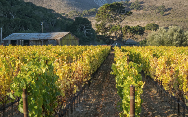 Обои картинки фото природа, поля, горы, виноградник, деревья, сарай