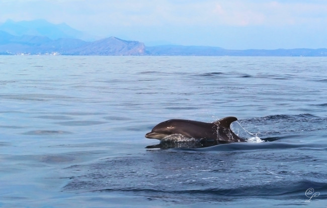 Обои картинки фото животные, дельфины, умница