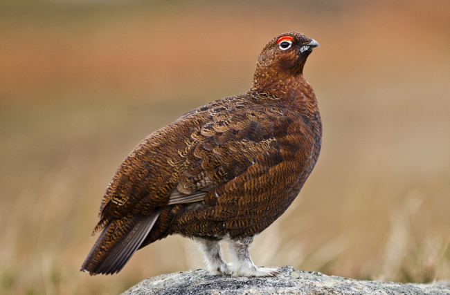 Обои картинки фото животные, глухари, тетерева, фазаны, камень, тетерка